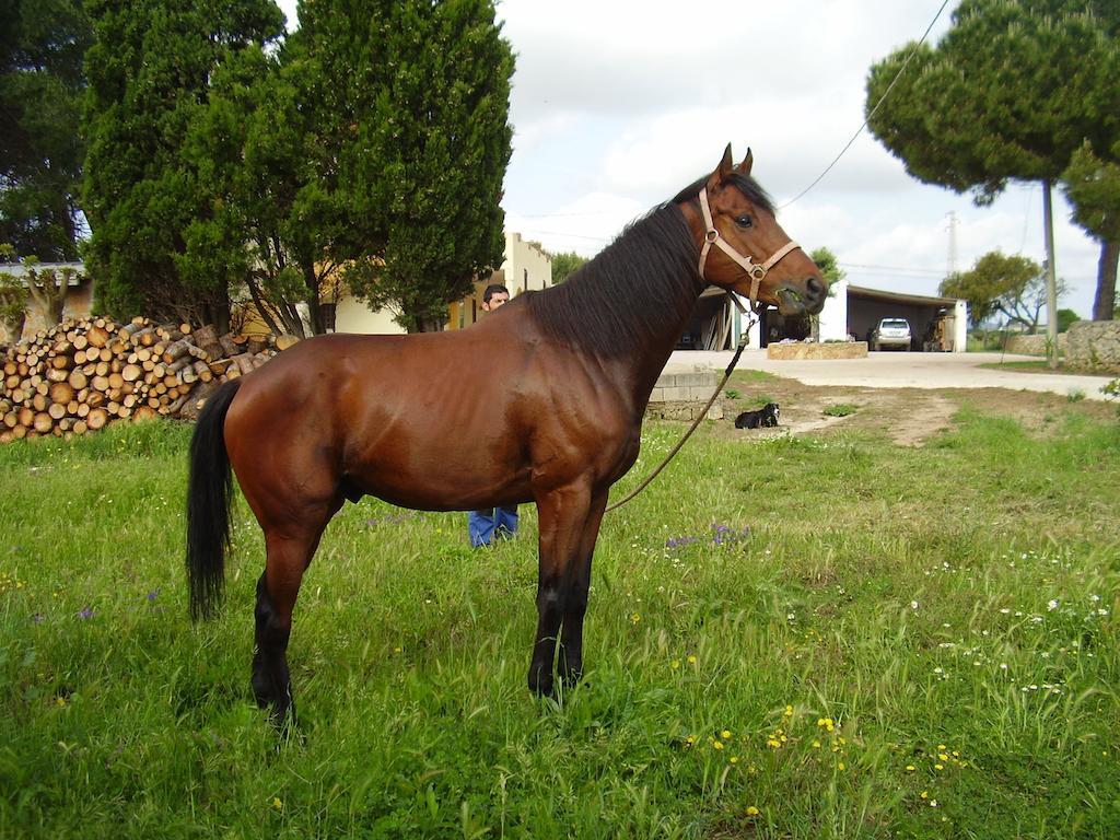 Agriturismo Cuile de Molino Porto Torres Esterno foto