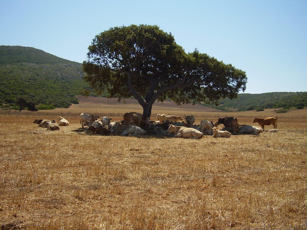 Agriturismo Cuile de Molino Porto Torres Esterno foto