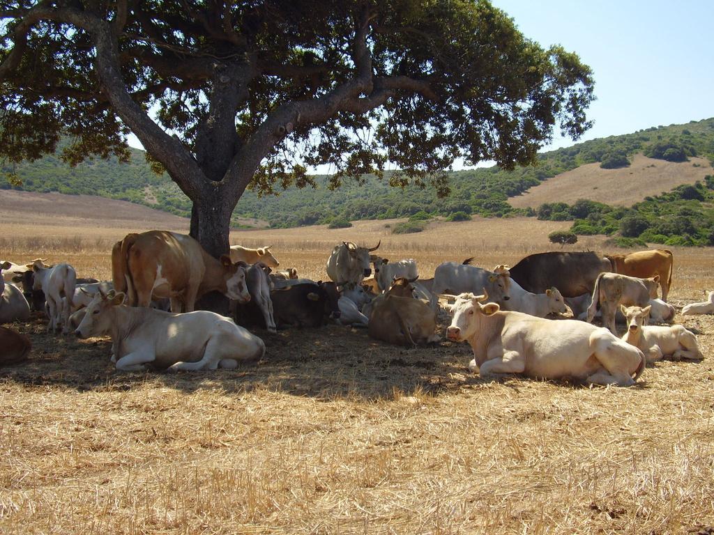 Agriturismo Cuile de Molino Porto Torres Esterno foto