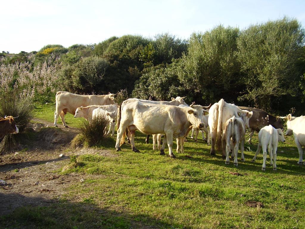 Agriturismo Cuile de Molino Porto Torres Esterno foto