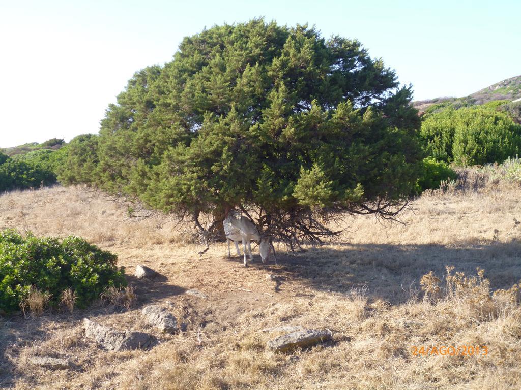 Agriturismo Cuile de Molino Porto Torres Esterno foto
